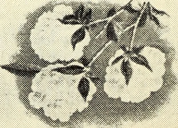 An illustration from Southern textile bulletin, 1911, leaf 279