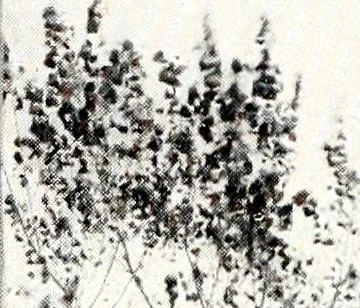 An illustration from Southern textile bulletin, 1911, leaf 175