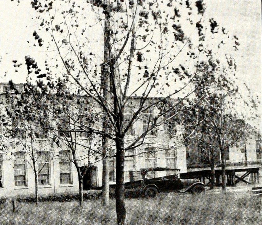 An illustration from Southern textile bulletin, 1911, leaf 175