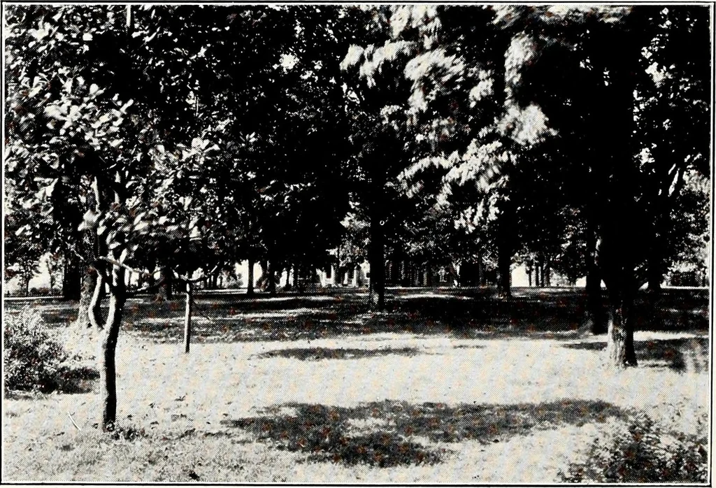 An illustration from Southern textile bulletin, 1911, leaf 191