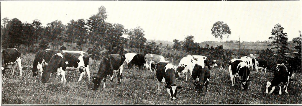 An illustration from Southern textile bulletin, 1911, leaf 223