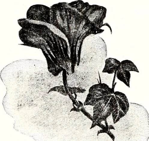 An illustration from Southern textile bulletin, 1911, leaf 299