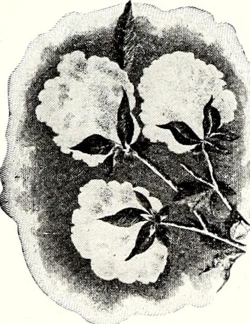 An illustration from Southern textile bulletin, 1911, leaf 299