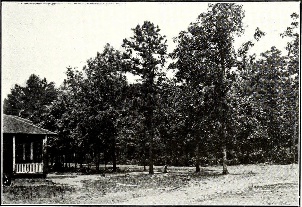 An illustration from Southern textile bulletin, 1911, leaf 38