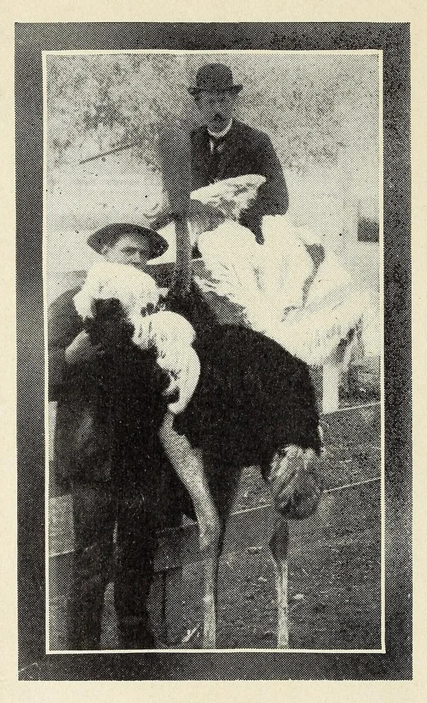 An illustration from Souvenir catalogue and feather price list : season 1910-1911, 1910, leaf 10