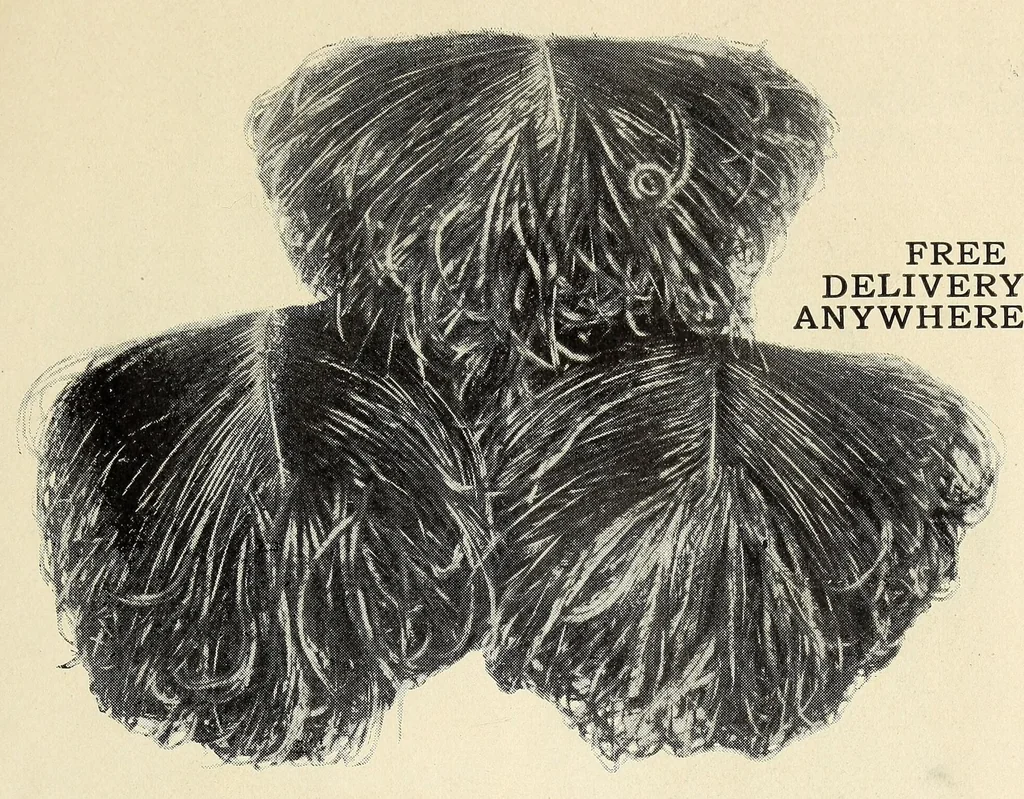 An illustration from Souvenir catalogue and feather price list : season 1910-1911, 1910, leaf 15