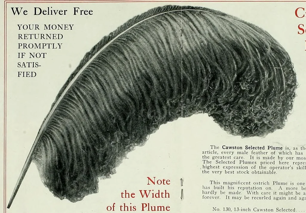 An illustration from Souvenir catalogue and feather price list : season 1910-1911, 1910, leaf 23