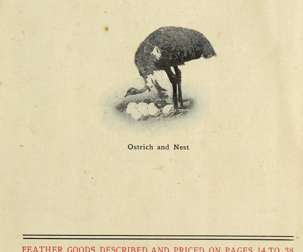 An illustration from Souvenir catalogue and feather price list : season 1910-1911, 1910, leaf 3