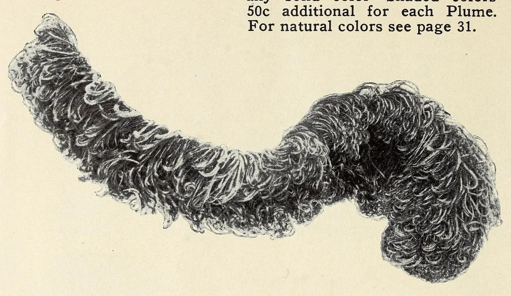 An illustration from Souvenir catalogue and feather price list : season 1910-1911, 1910, leaf 30