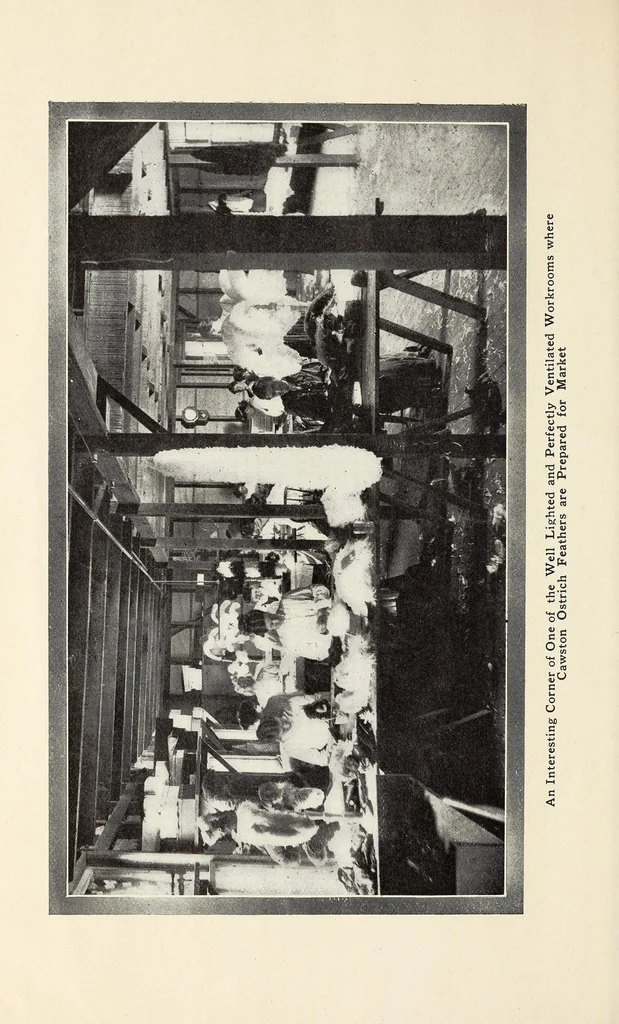 An illustration from Souvenir catalogue and feather price list : season 1910-1911, 1910, leaf 32