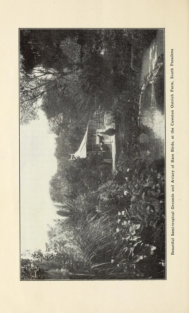 An illustration from Souvenir catalogue and feather price list : season 1910-1911, 1910, leaf 36