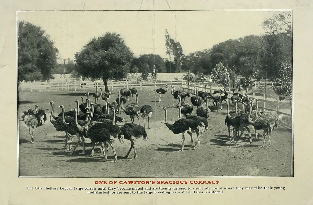 An illustration from Souvenir catalogue and feather price list : season 1910-1911, 1910, leaf 47
