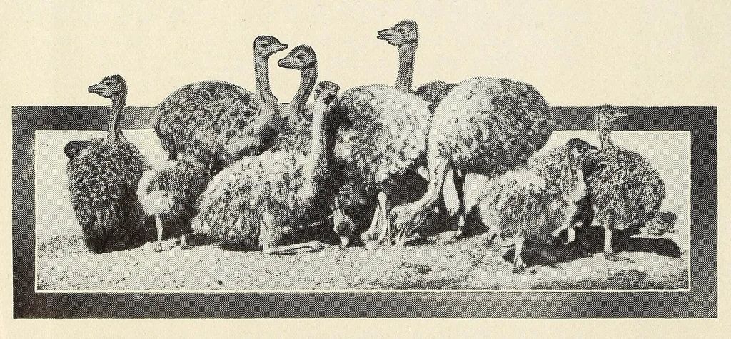 An illustration from Souvenir catalogue and feather price list : season 1910-1911, 1910, leaf 6