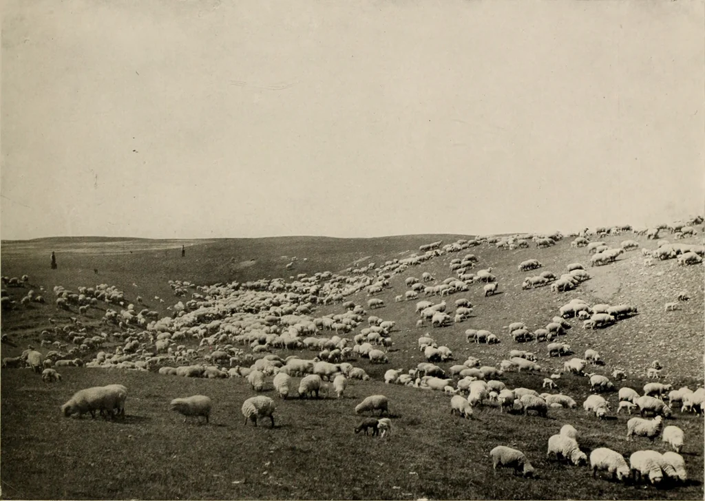 An illustration from Souvenir views of Alberta : the land of sunshine, 1906, leaf 14