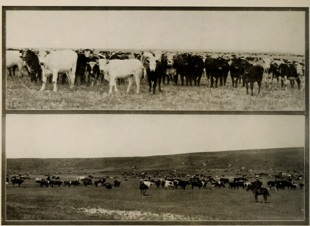 An illustration from Souvenir views of Alberta : the land of sunshine, 1906, leaf 15