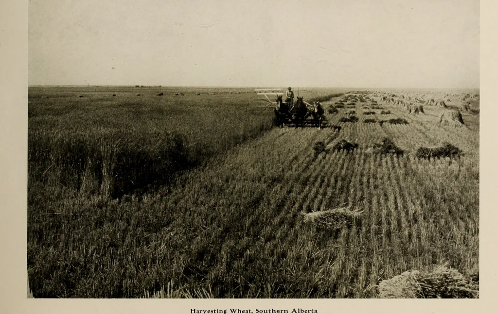 An illustration from Souvenir views of Alberta : the land of sunshine, 1906, leaf 22