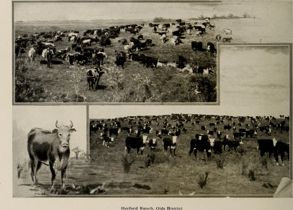 An illustration from Souvenir views of Alberta : the land of sunshine, 1906, leaf 23