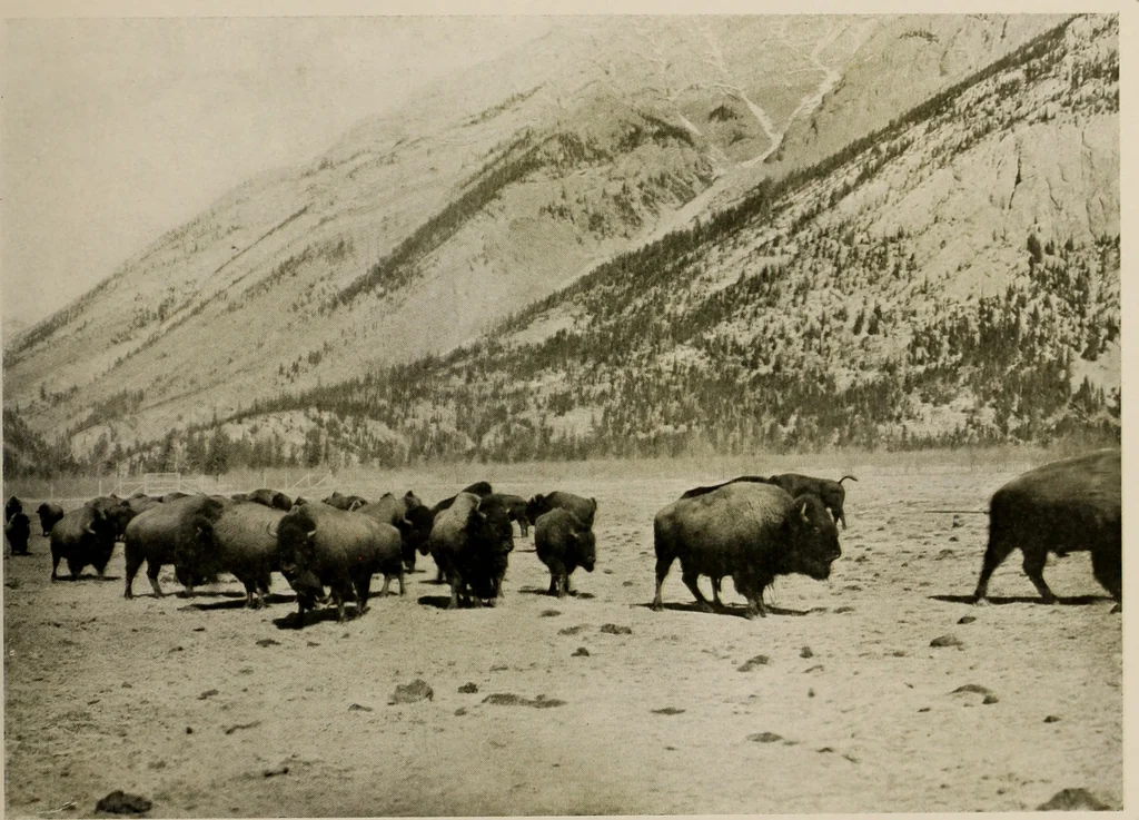 An illustration from Souvenir views of Alberta : the land of sunshine, 1906, leaf 38