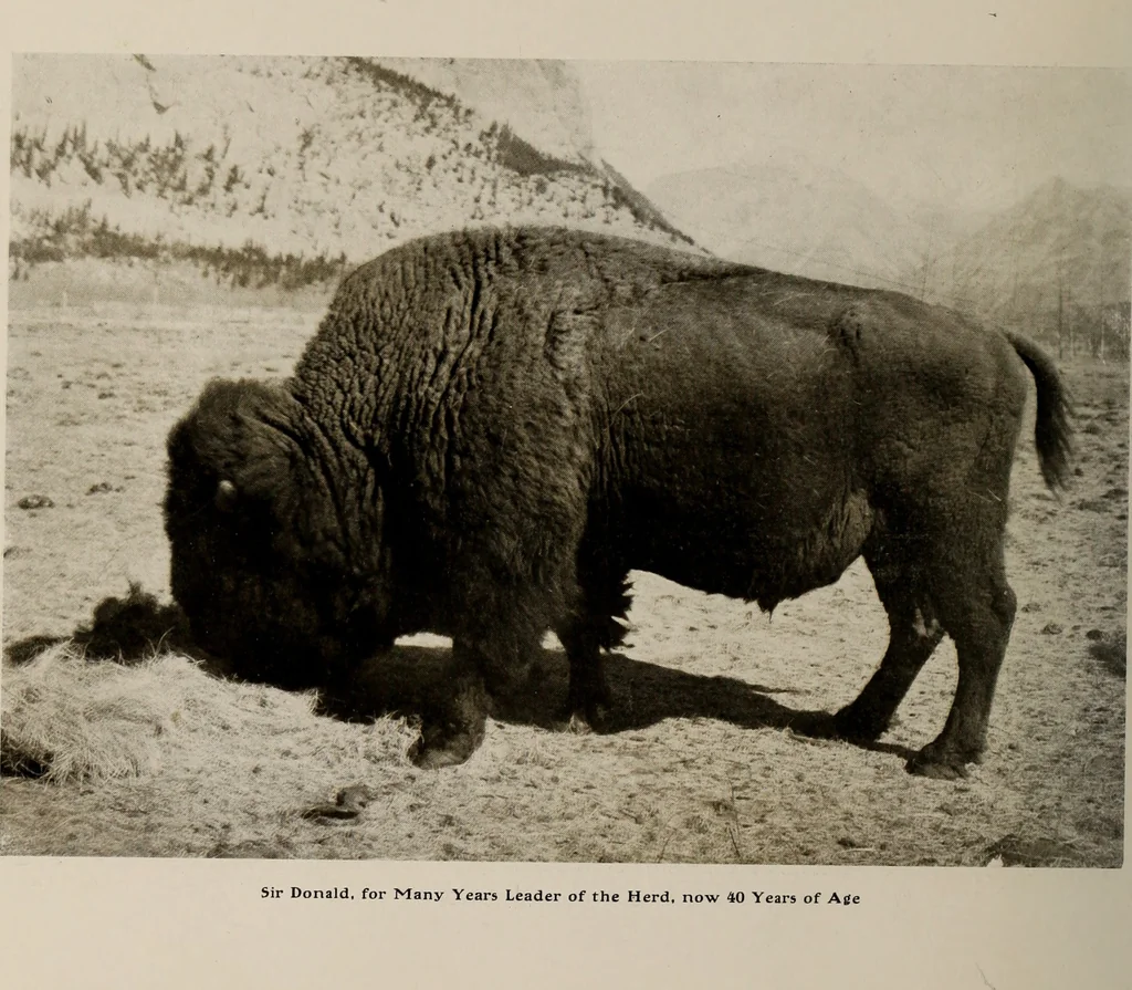 An illustration from Souvenir views of Alberta : the land of sunshine, 1906, leaf 39