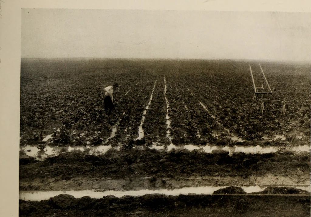An illustration from Souvenir views of Alberta : the land of sunshine, 1906, leaf 4