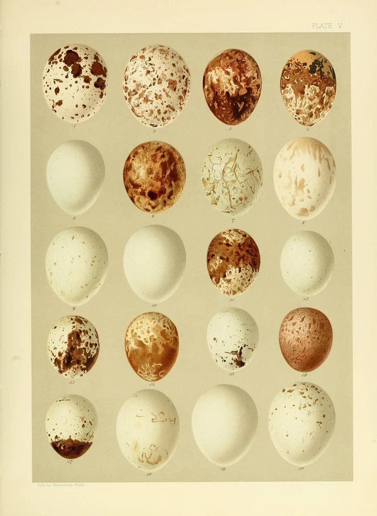 An illustration from Special bulletin, 1892, leaf 457