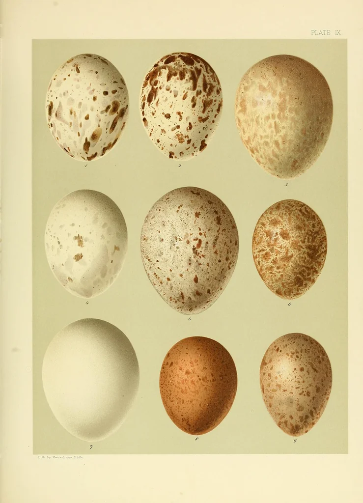 An illustration from Special bulletin, 1892, leaf 481