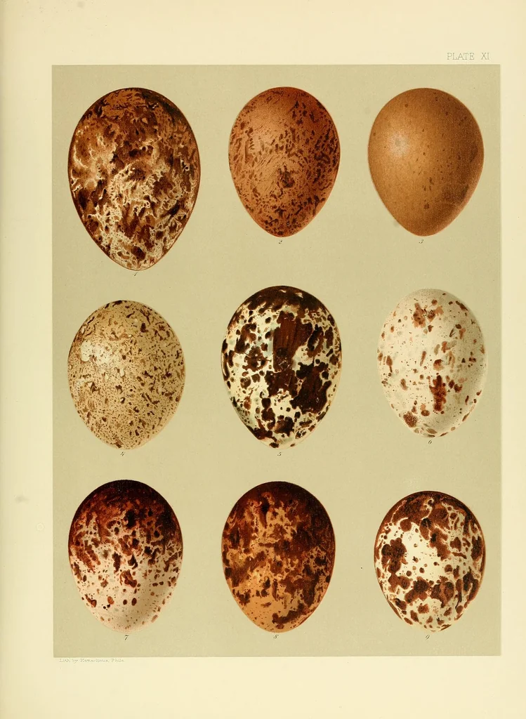 An illustration from Special bulletin, 1892, leaf 493