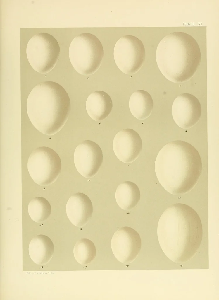 An illustration from Special bulletin, 1892, leaf 499