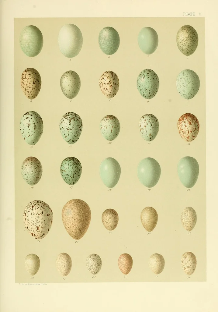 An illustration from Special bulletin, 1892, leaf 553