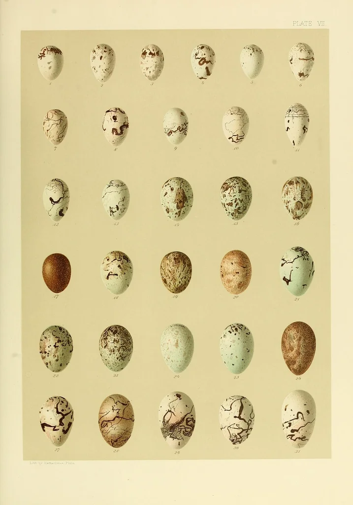 An illustration from Special bulletin, 1892, leaf 565