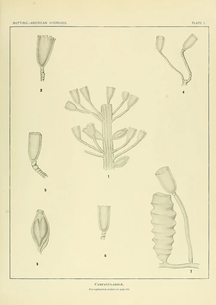 An illustration from Special bulletin, 1892, leaf 131
