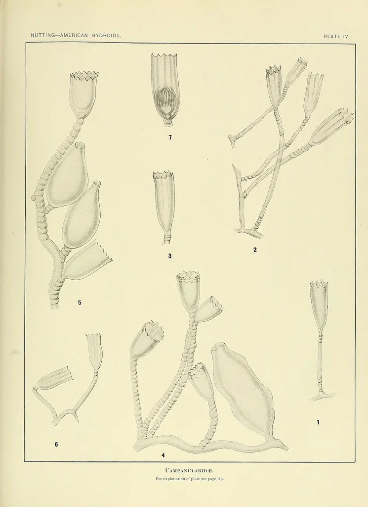 An illustration from Special bulletin, 1892, leaf 137