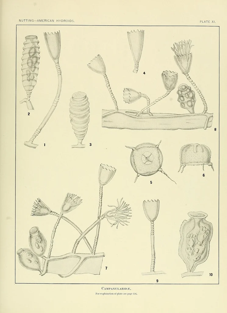 An illustration from Special bulletin, 1892, leaf 151