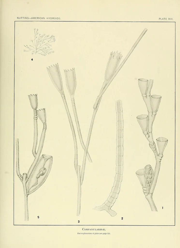 An illustration from Special bulletin, 1892, leaf 155