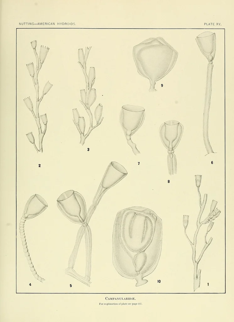 An illustration from Special bulletin, 1892, leaf 159