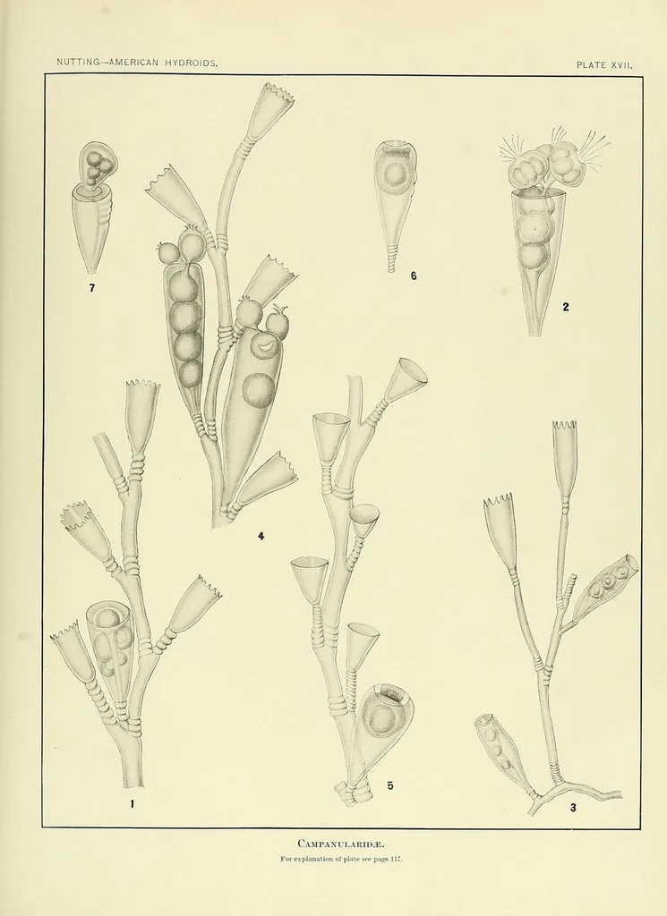 An illustration from Special bulletin, 1892, leaf 163