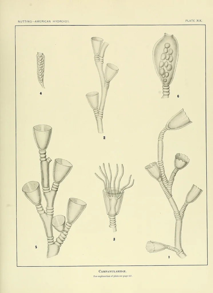 An illustration from Special bulletin, 1892, leaf 167