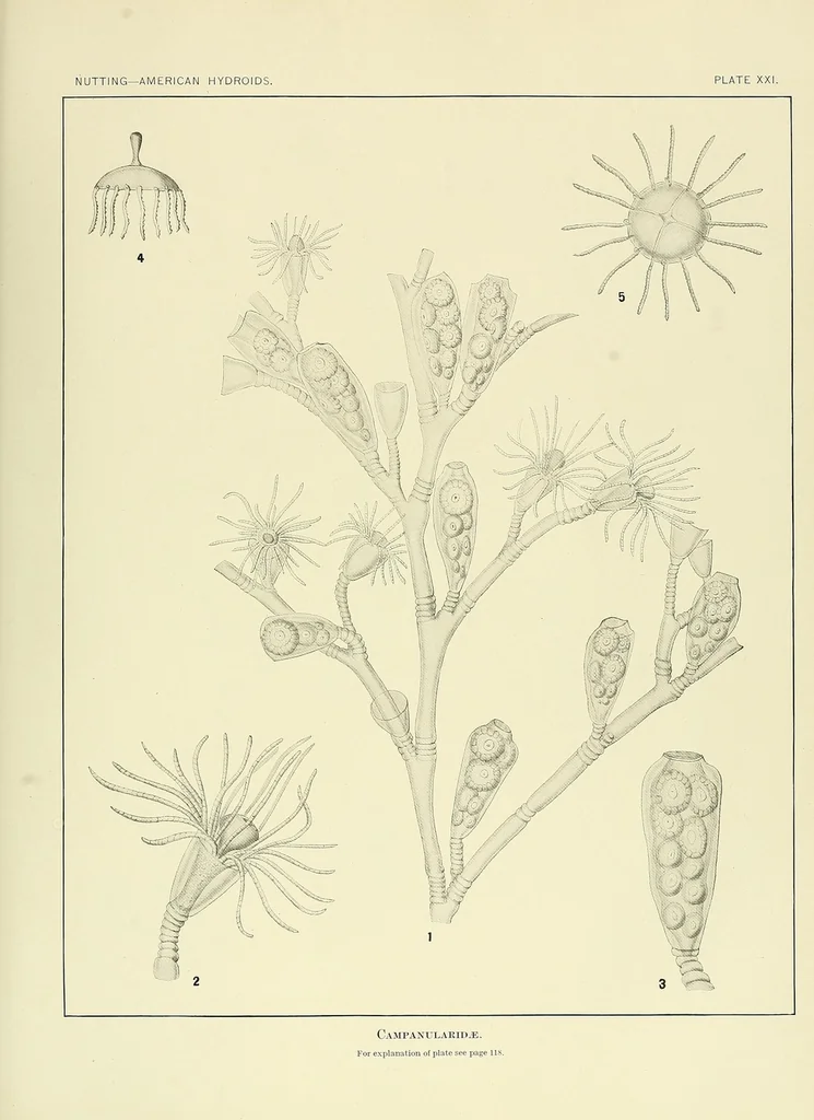 An illustration from Special bulletin, 1892, leaf 171
