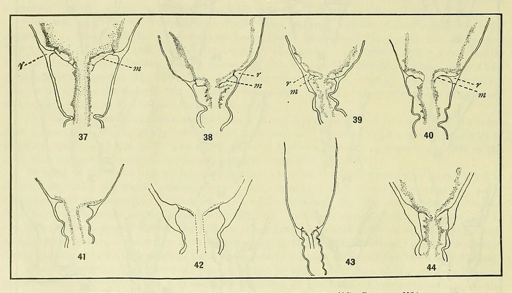 An illustration from Special bulletin, 1892, leaf 22