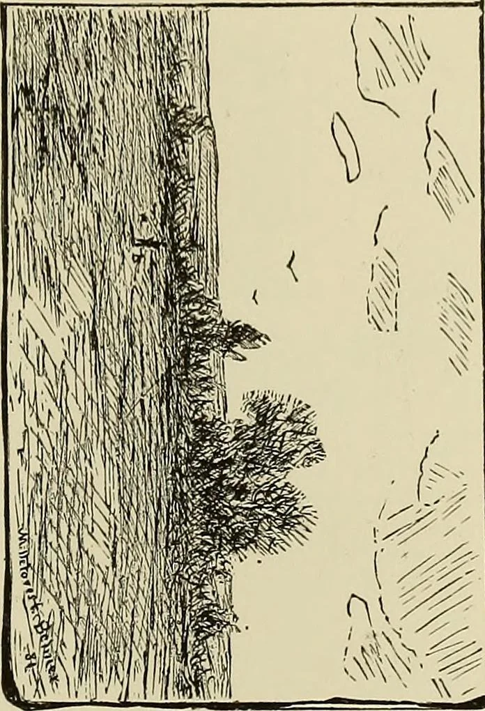 An illustration from Special exhibition of paintings by American artists at home and in Europe, Nov. 7-Dec. 26 : illustrated catalog, 1881, leaf 84