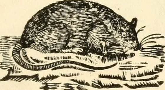 An illustration from A specimen of printing types, 1798, leaf 182