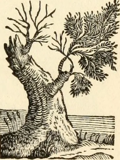An illustration from A specimen of printing types, 1798, leaf 192