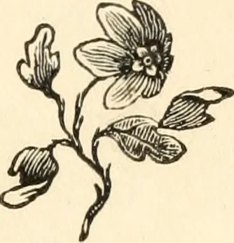 An illustration from A specimen of printing types, 1798, leaf 198