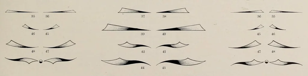 An illustration from Specimens of point line type : borders ornaments brass rules &c. &c, 1908, leaf 255