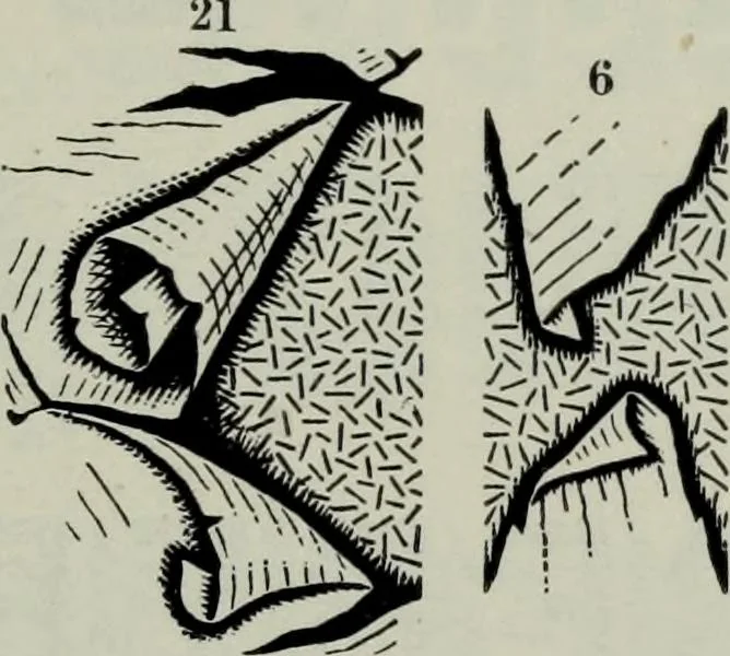 An illustration from Specimens of type, borders, ornaments, brass rules and cuts, etc. : catalogue of printing machinery and materials, wood goods, etc, 1897, leaf 460