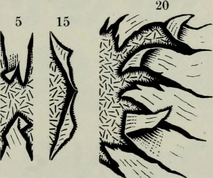 An illustration from Specimens of type, borders, ornaments, brass rules and cuts, etc. : catalogue of printing machinery and materials, wood goods, etc, 1897, leaf 460