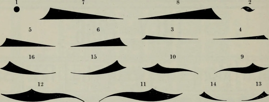 An illustration from Specimens of type, borders, ornaments, brass rules and cuts, etc. : catalogue of printing machinery and materials, wood goods, etc, 1897, leaf 657