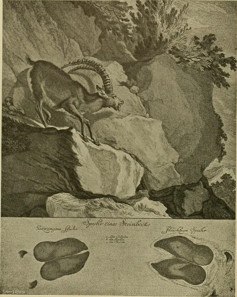 An illustration from Sport in art; an iconography of sport during four hundred years from the beginning of the fifteenth of the end of the eighteenth centuries, 1913, leaf 351