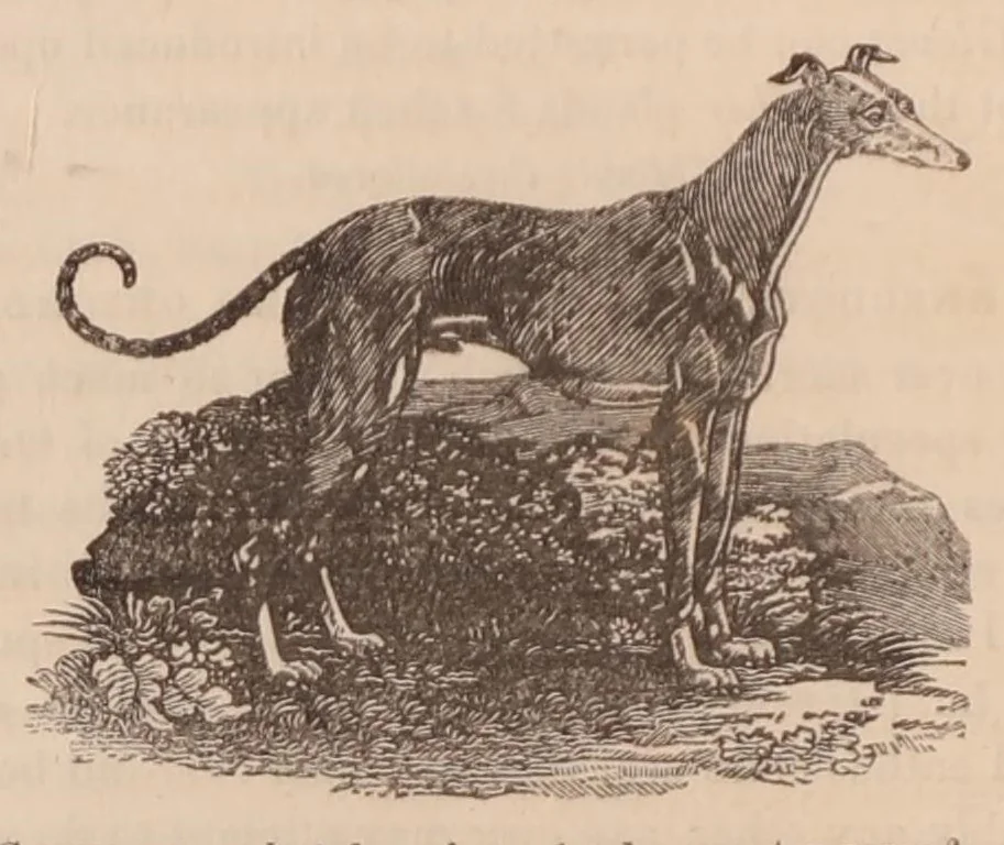 An illustration from Sporting anecdotes, original and selected; 1825, 1825, leaf 201