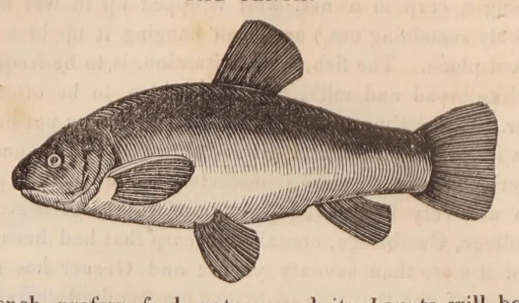 An illustration from Sporting anecdotes, original and selected; 1825, 1825, leaf 239